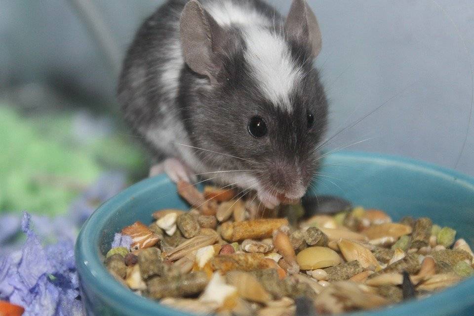 Что едят мыши в природе и дома, какой рацион подобрать