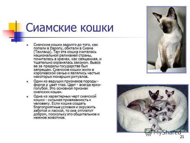 Сиамская кошка | котопедия | fandom