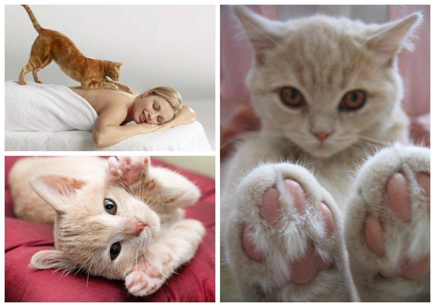 Почему кошки топчут нас и мнут одеяло лапками