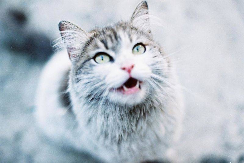 Переводчик с кошачьего на человеческий: как научиться понимать язык кошки и говорить с ней?