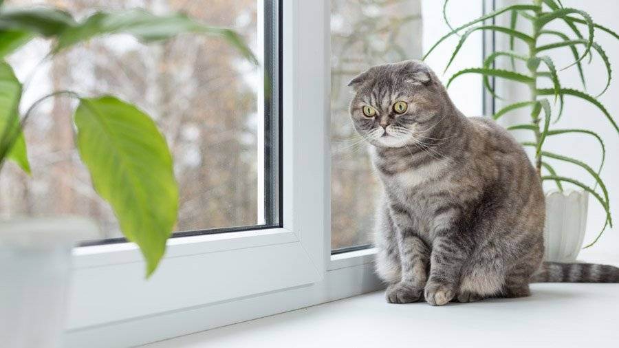 Болезни шотландских вислоухих кошек: список, симптомы