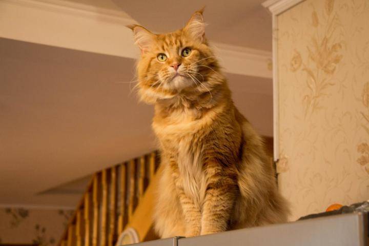 Котята мейн-кун: отличие от обычных кошек по размерам, шерсти, конституции и поведению