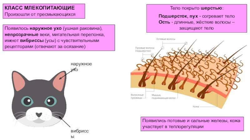 Параанальные железы у кошек