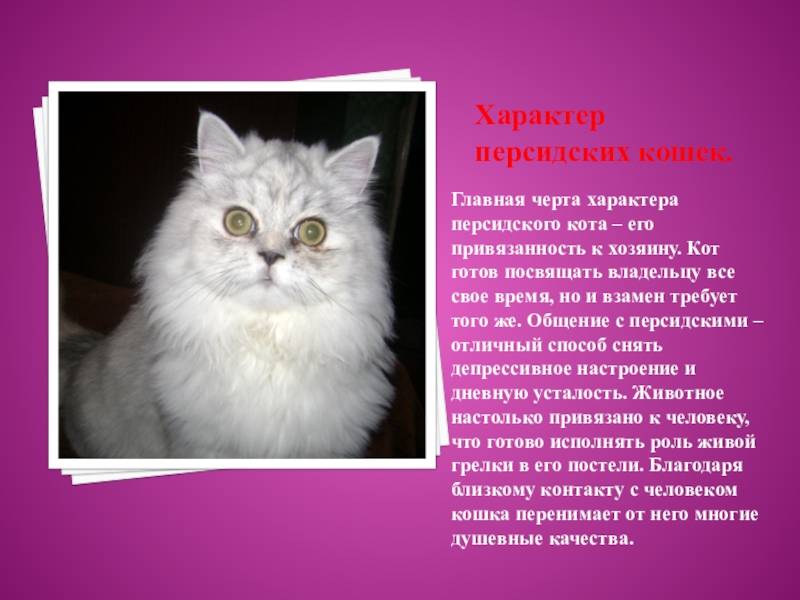 Персидская кошка: описание породы, особенности, характер и уход