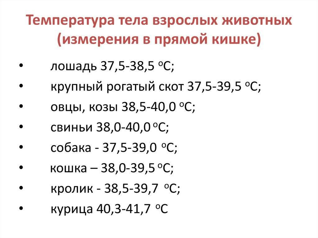 Слабость и температура 36. Температура тела. Показатели температуры тела человека. Нормальная температура человека. Нормальные показатели температуры тела взрослого человека.
