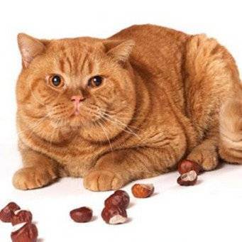 Какой выбрать самый лучший корм для кошек: мнение ветеринаров