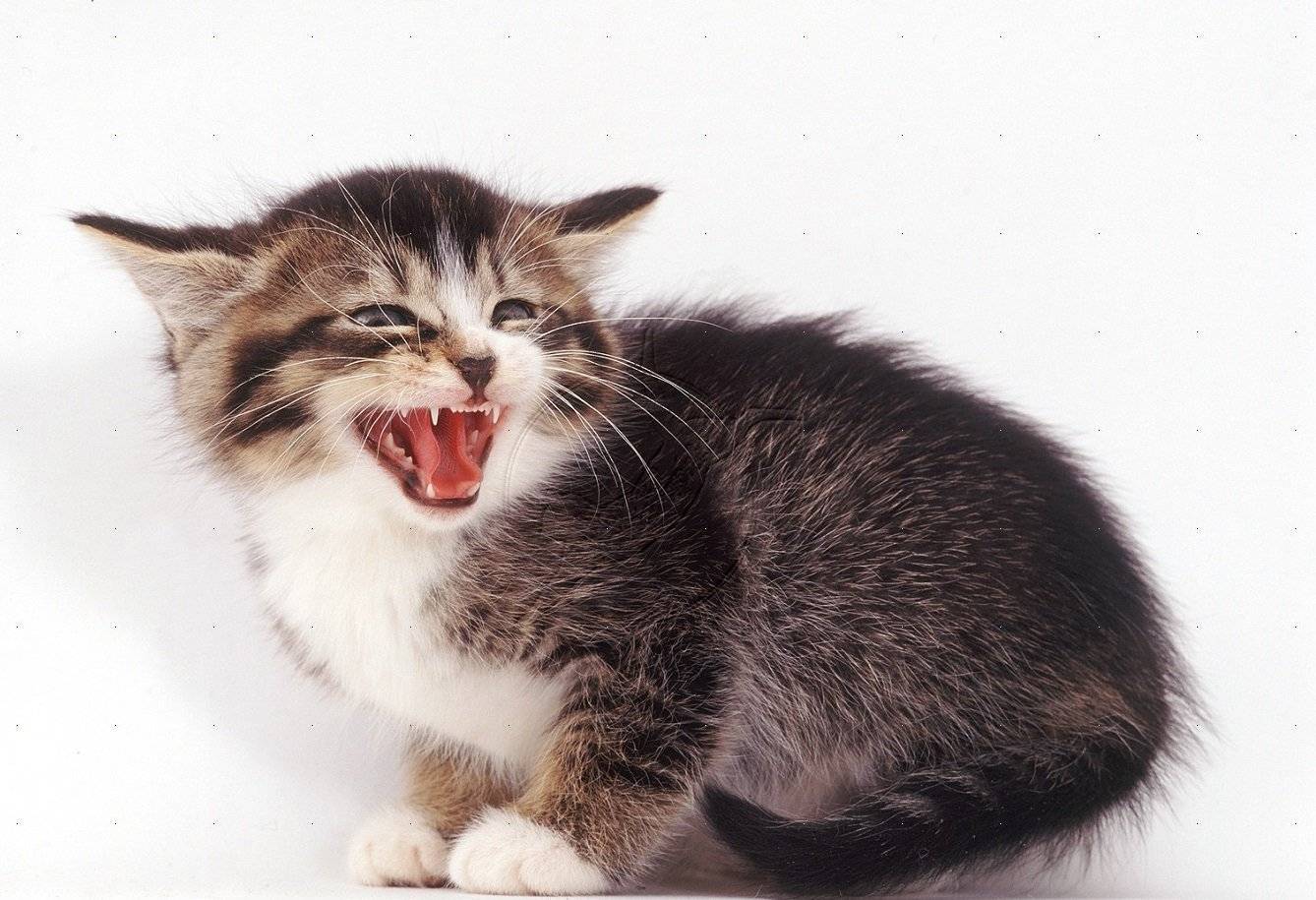 Шипящая кошка (17 фото): причины шипения кота на определенного человека. что делать, если кошка бросается на своего хозяина и других людей?