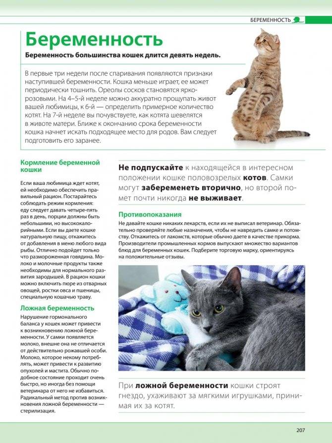 Сколько кошки ходят беременные первый раз (обычные, вислоухие)? | mnogoli.ru