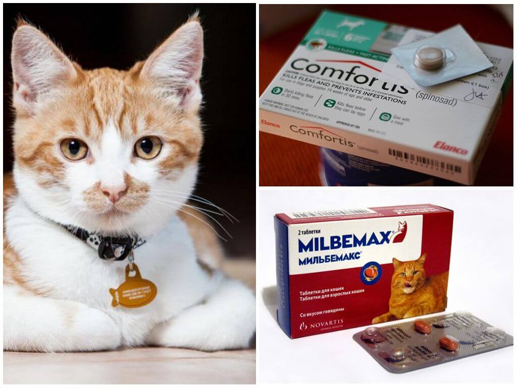 Уколы от блох для кошек: обзор препаратов, стоит ли делать инъекции от насекомых