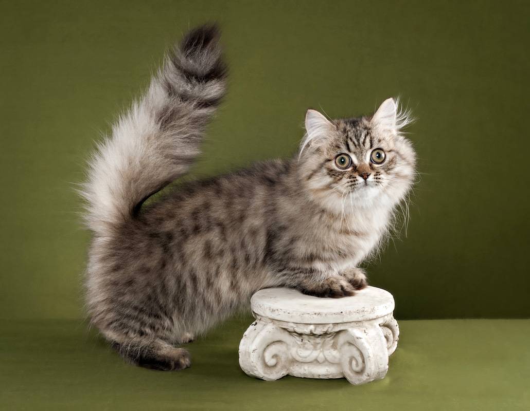 Наполеон менуэт: фото, описание, стандарт, характер породы кошек