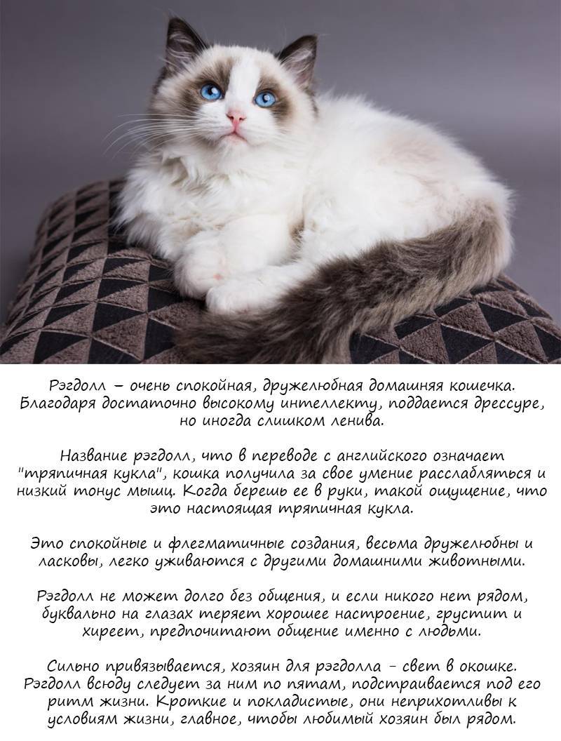 Кошка рэгдолл: описание породы с фото, характер животного, особенности содержания