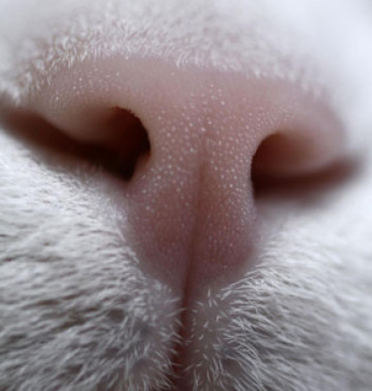 Нос кота. Кошачий носик. Отпечаток носа кошки. Кошка ест нос