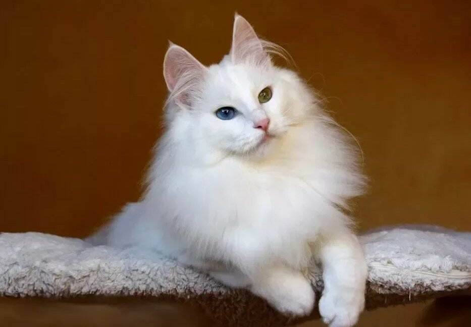 Турецкая ангора: описание породы, фото, характер кошки