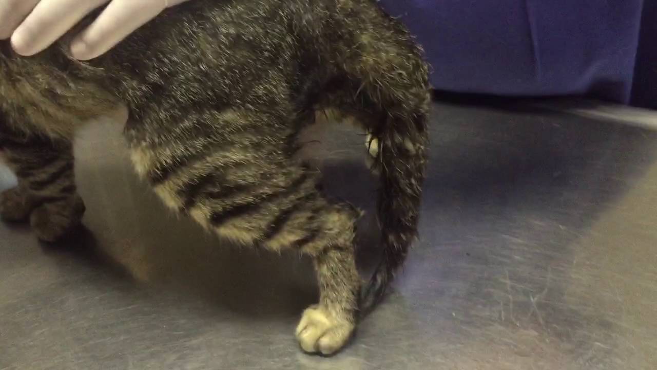Перхоть у кошек на спине и около хвоста: причины и лечение, что делать?