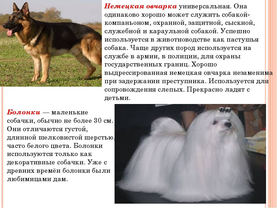 Гордость россии: московская сторожевая собака с фото, подробной характеристикой и описанием породы