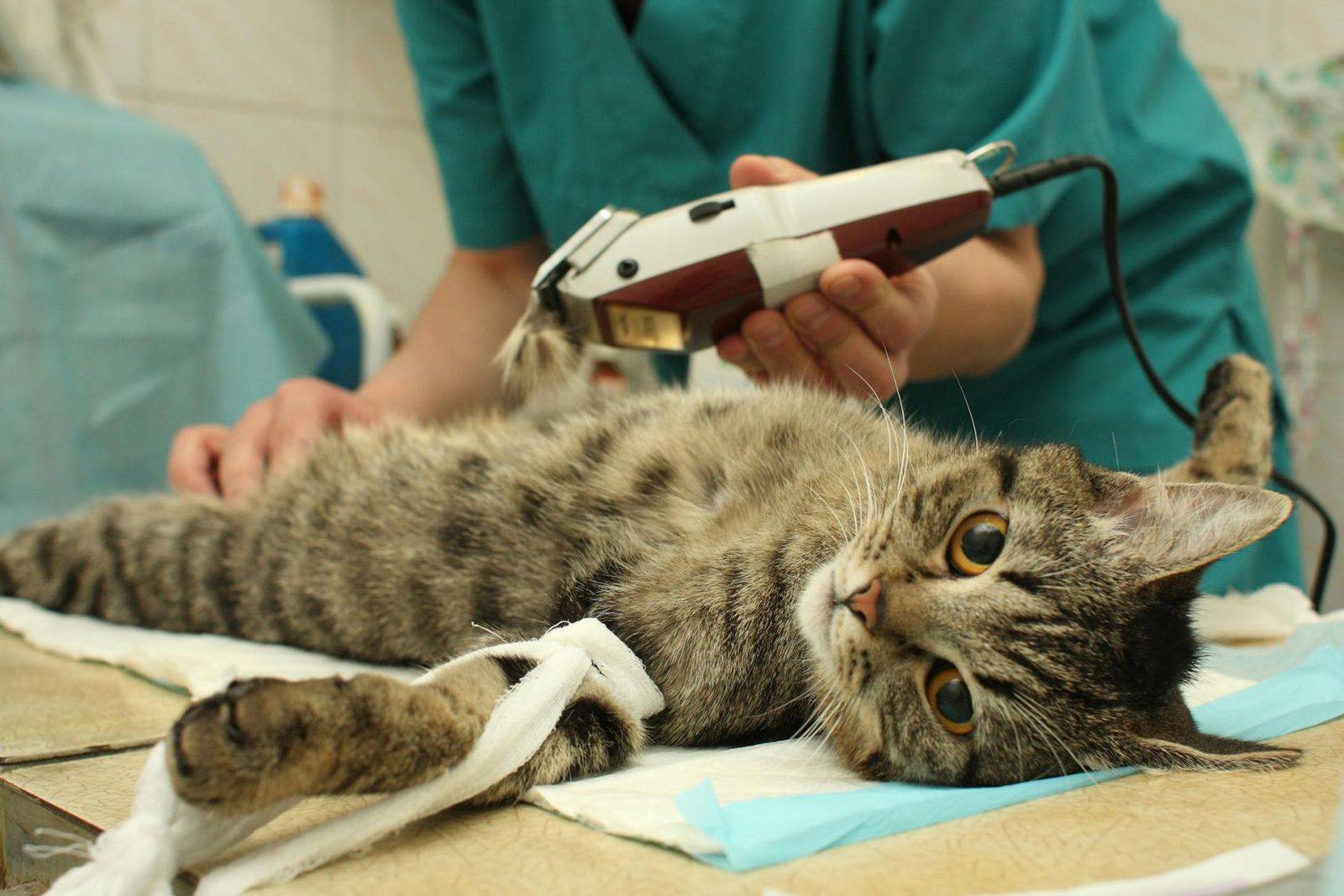 Как подготовить кошку к стерилизации: советы ветеринара по подготовке животного к операции