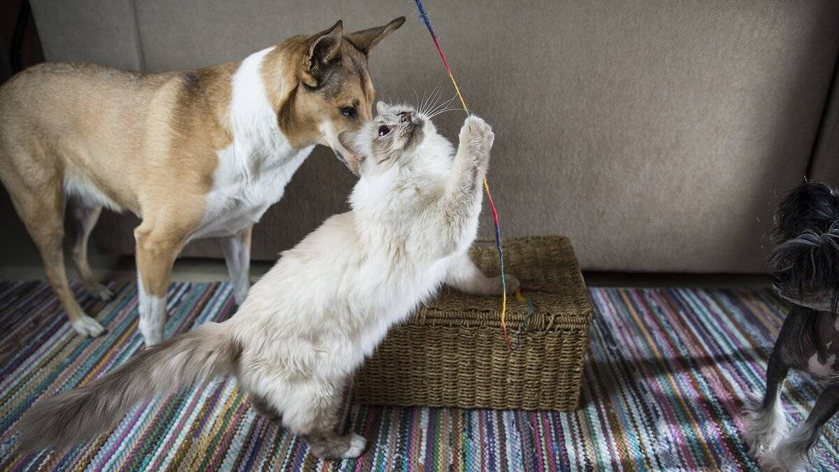 Взаимоотношения кошек и собак: как подружить питомцев