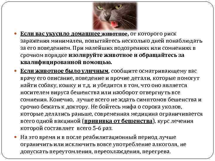 Панлейкопения (парвовирусная инфекция) у кошек: симптомы и лечение