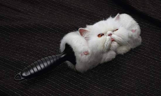 Лезет шерсть у британского кота что делать. котенок линяет - можно ли с этим бороться