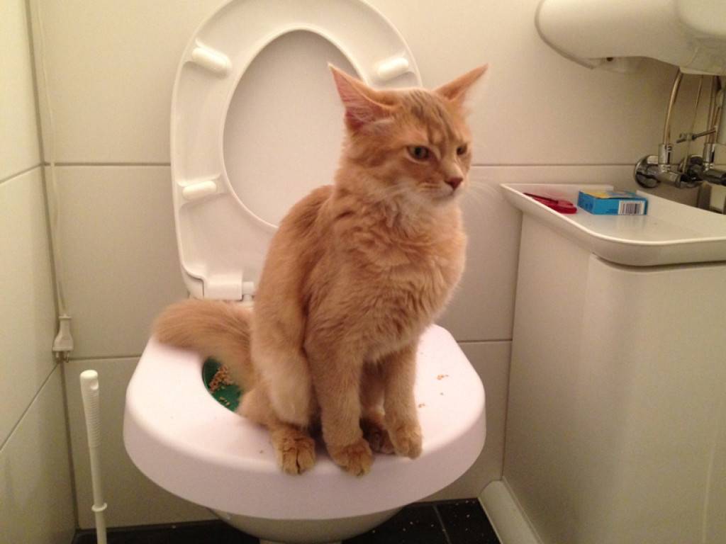 7 причин, почему кот часто ходит по маленькому в туалет