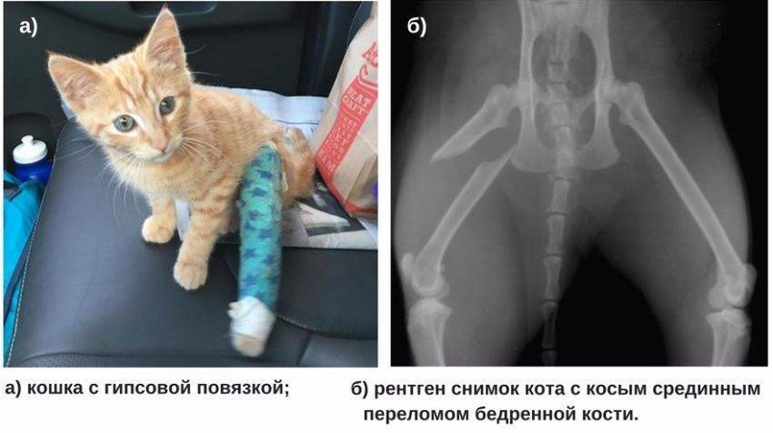 Перелом хвоста у кошки: чем можно помочь травмированному питомцу дома