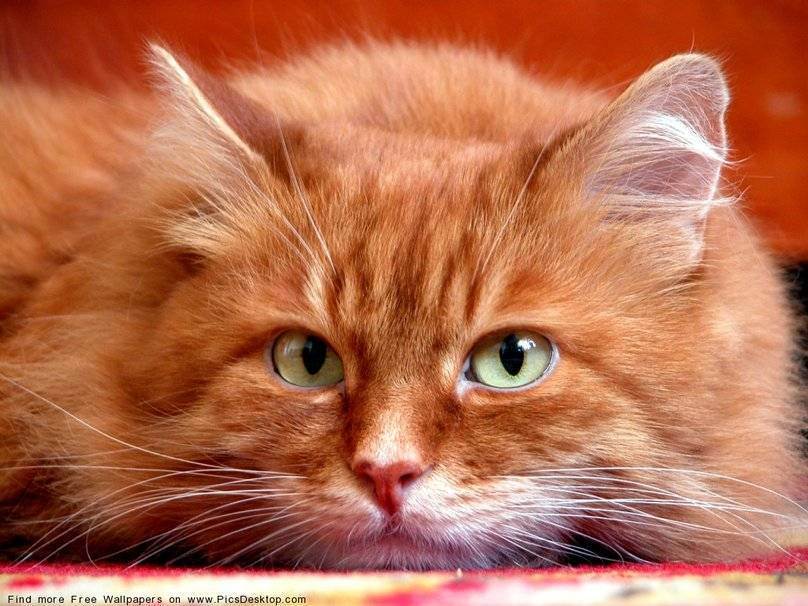 Heartmelody » генетика кошек