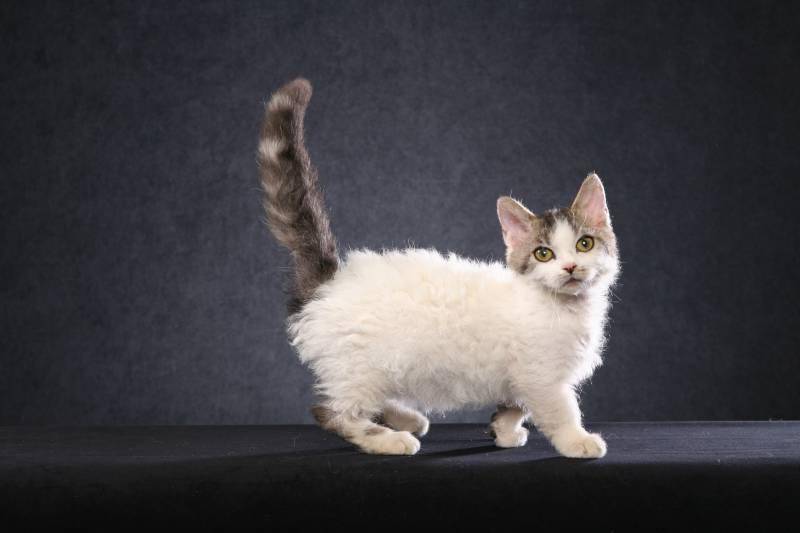 9 пород мини кошек: самые маленькие породы кошек в мире
