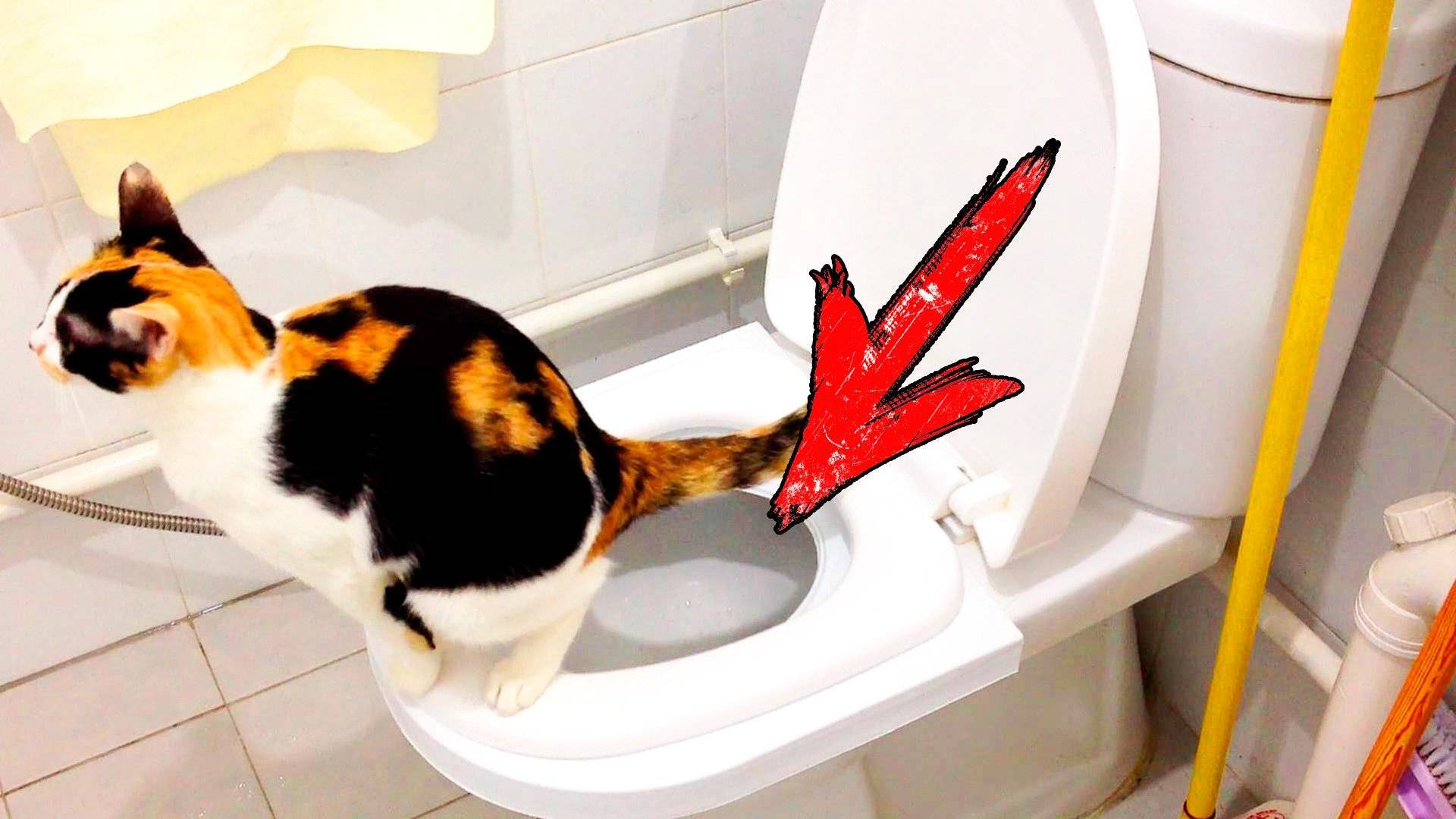 Кот не ходит в туалет: когда начинать волноваться