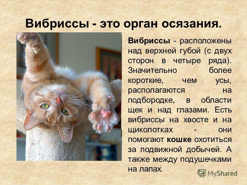 Кошачьи усы: какони называются и для чего нужны - домашние кошки