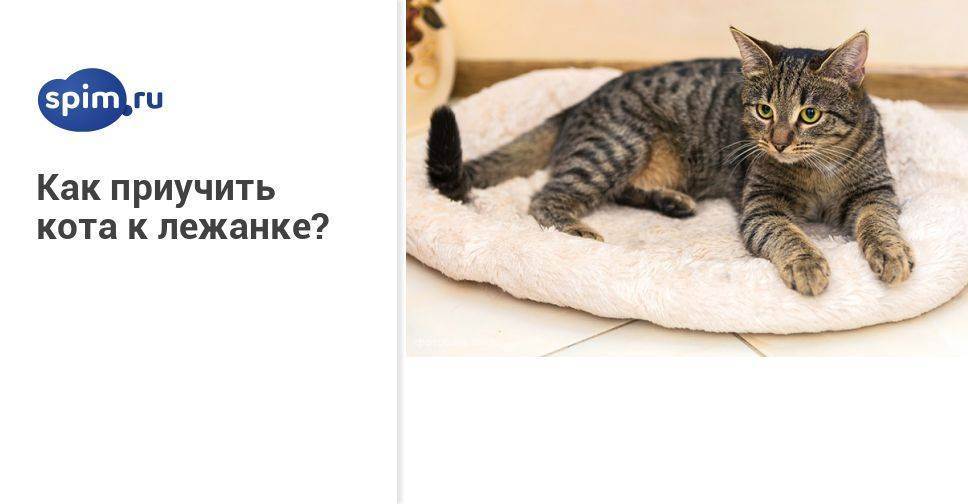 Как приучить кота к лежанке: советы и рекомендации
как приучить кота к лежанке: советы и рекомендации