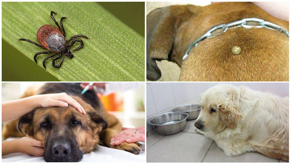 Пироплазмоз у собак: трудно переносится, легко лечится. главное – вовремя заметить!