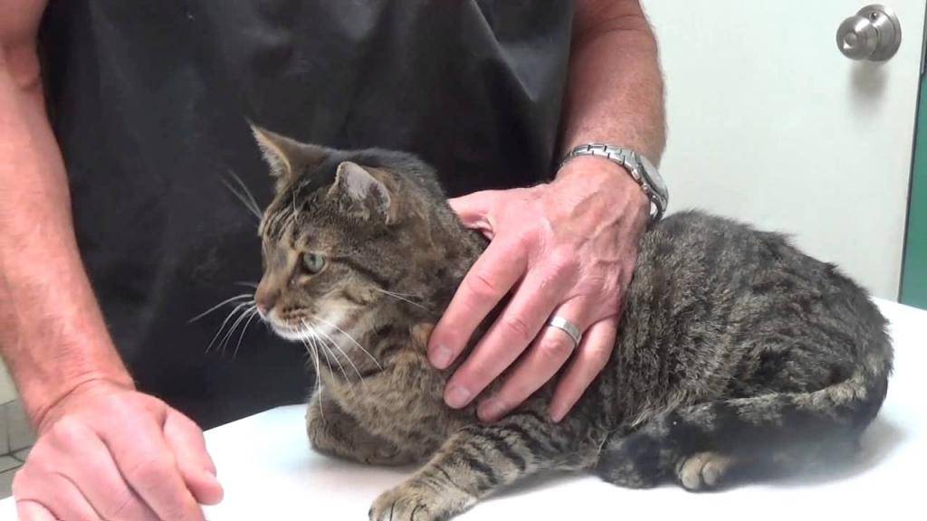 У кота текут слюни – какие могут быть причины и как это лечить