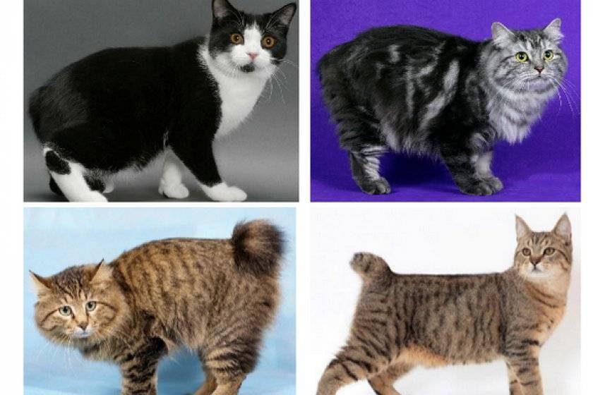 По каким признакам и как можно определить породу кошки: на что обращать внимание в первую очередь