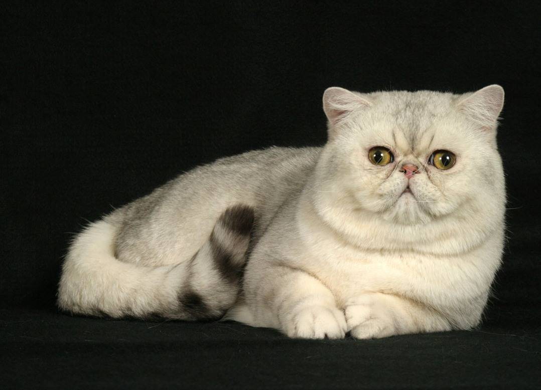 Кот с приплюснутой мордой и большими глазами: как называется порода кошек с плоским носом?