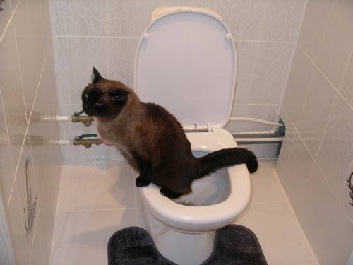 Когда маленькие котята начинают самостоятельно ходить в туалет?
