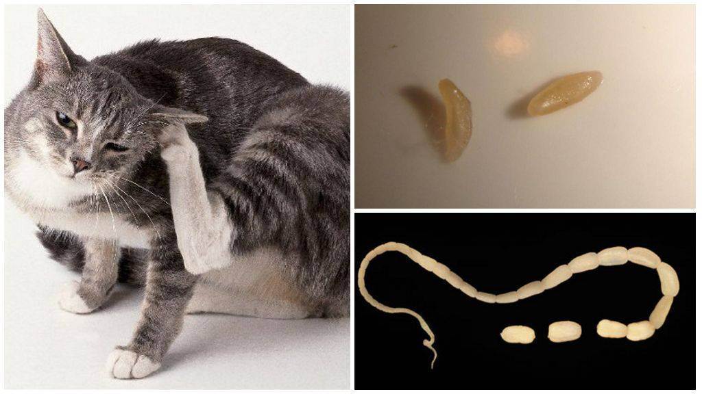 Огуречный цепень (дипилидиоз) у кошек: лечение, симптомы, фото