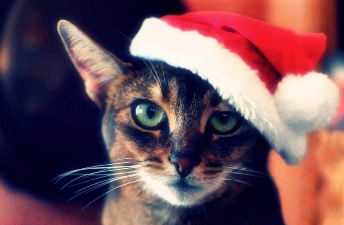 Опасность новогодней ёлки для домашней кошки. | интересный факт!