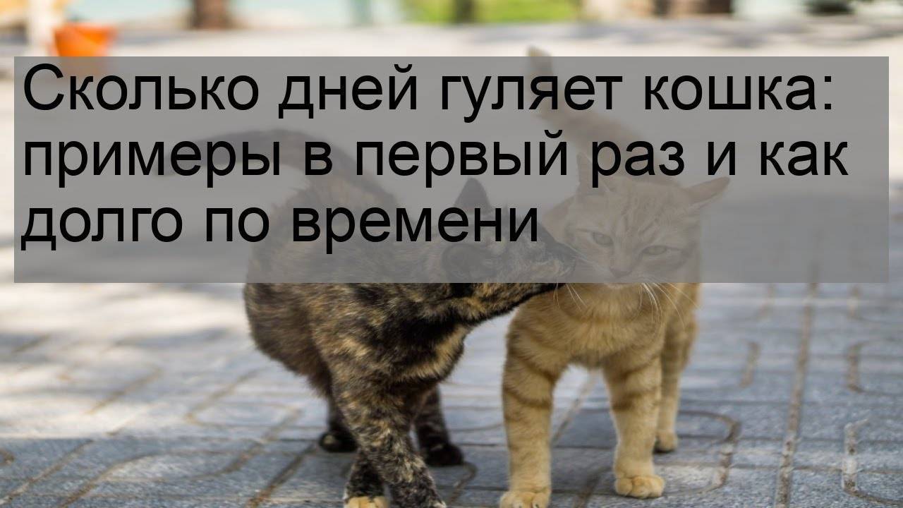 Поведение кошки, которая просит кота и способы, как её успокоить в домашних условиях