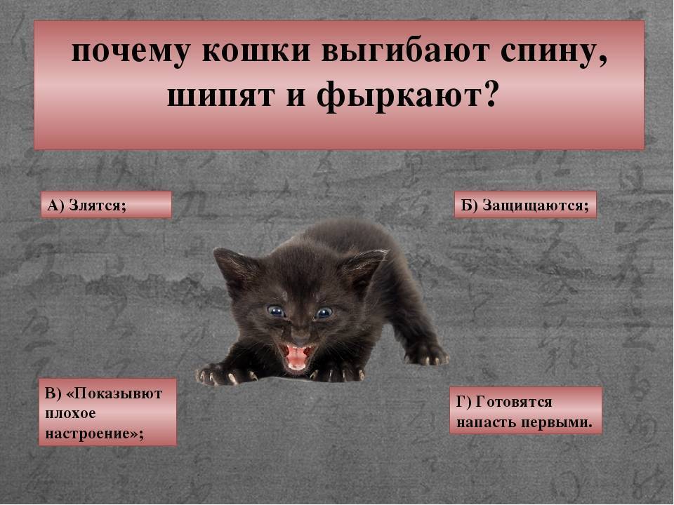 Почему кот шипит?