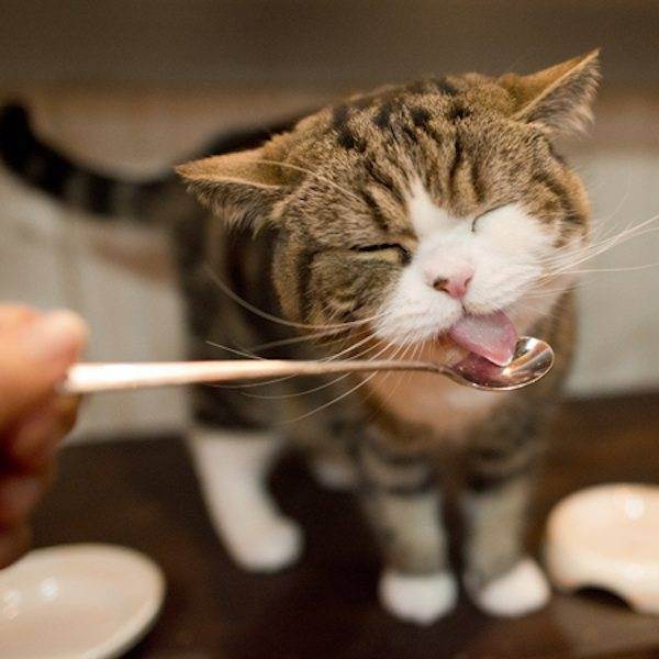 Понос и рвота у кошки после прививки