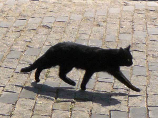 Все о приметах с черной кошкой: что значит, приносит ли счастье в дом и другие