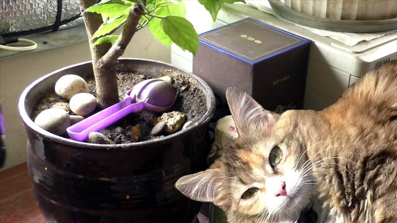 Как отучить кошку есть цветы