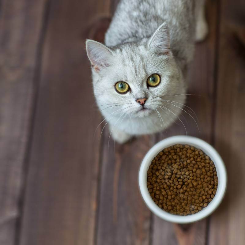 Что делать, если кошка постоянно просит есть?
