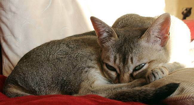 Сингапурская кошка в обзоре породы и оценке характеристик