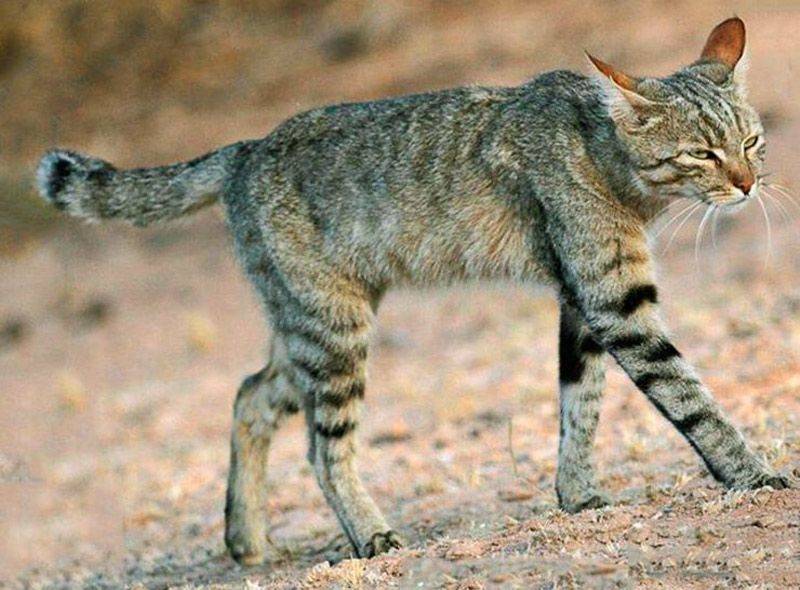 Африканская дикая кошка породы сервал: описание и фото, содержание в домашних условиях