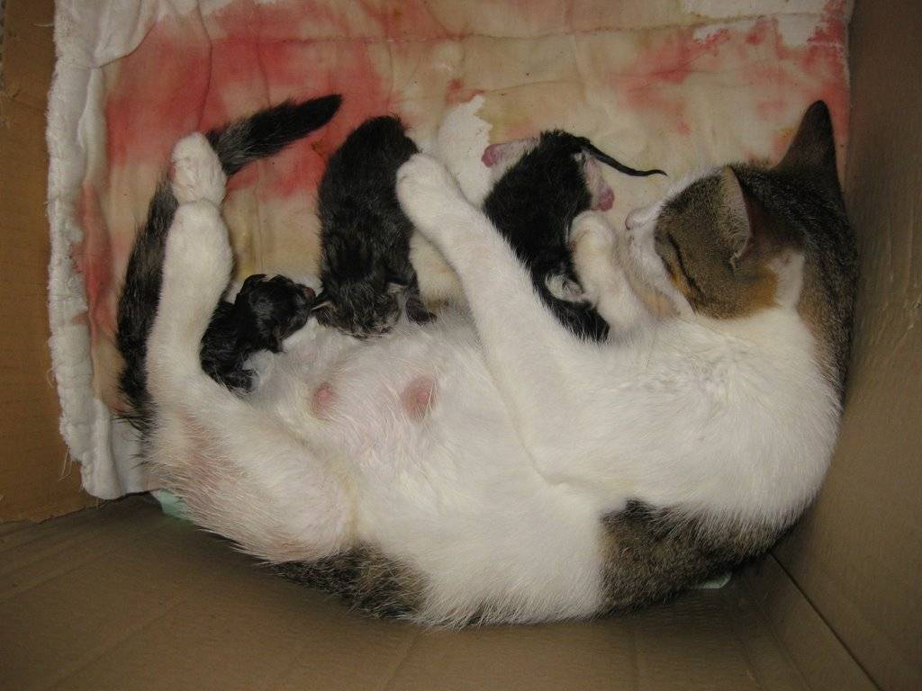 Как рождаются котята у кошек: длительность родового процесса и его описание