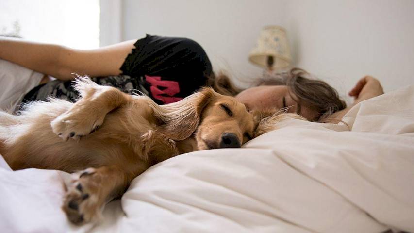 Как отучить собаку спать на кровати с хозяином: самые простые способы