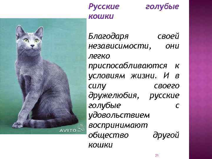 Русская голубая кошка: фото, описание породы, характер, сколько стоит, особенности, продолжительность жизни