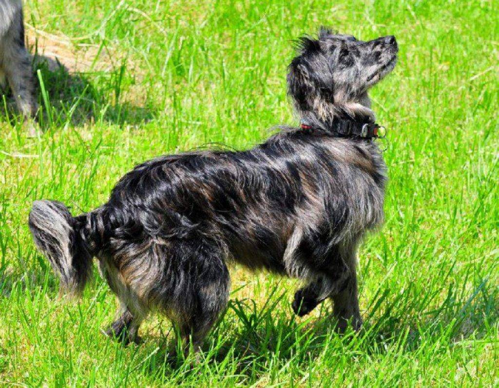 ᐉ описание породы пиренейская горная собака - ➡ motildazoo.ru