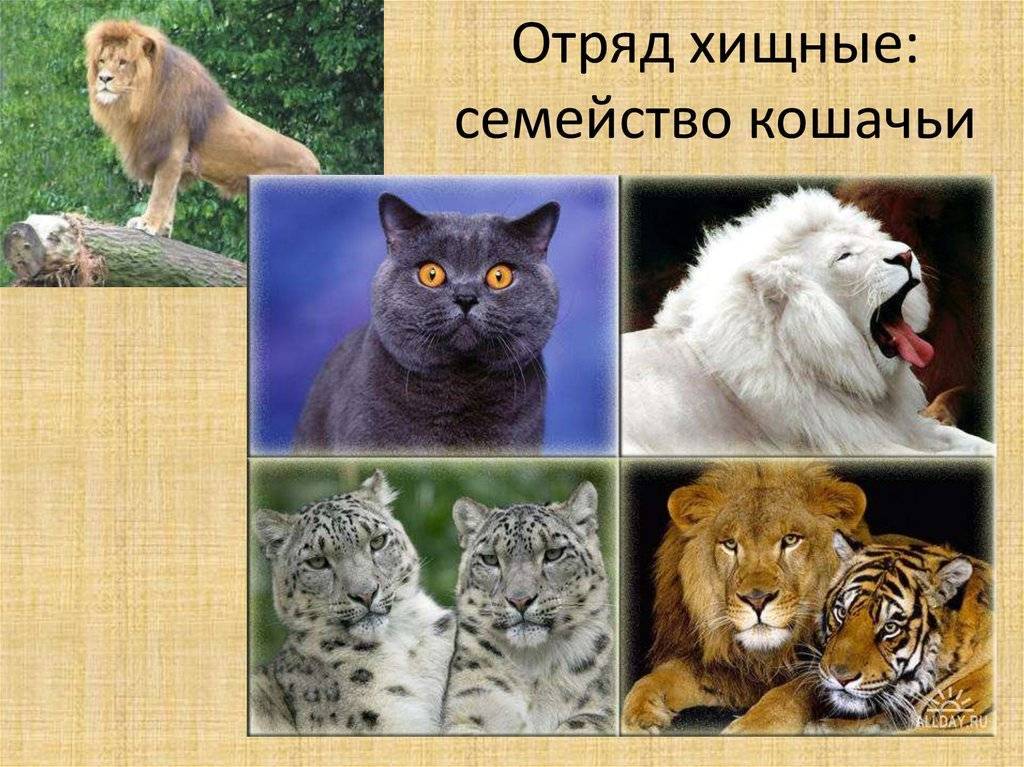Семейство кошачьих: фото с названиями представителей, разновидности хищников
